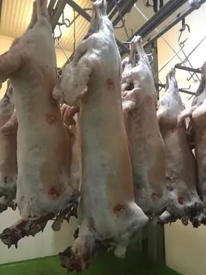 Suckling-pig whole carcasses (3 – 22 kg)