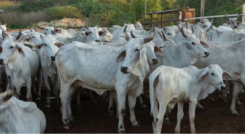 The Future of Meat Production: Trends and Innovations