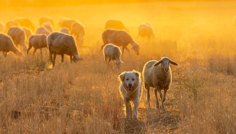 The Future of Meat Production: Trends and Innovations