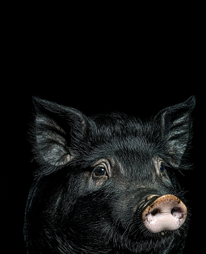 Pork