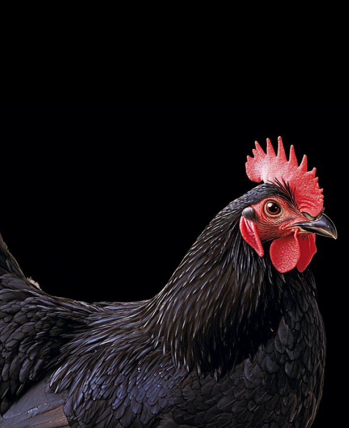 Poultry
